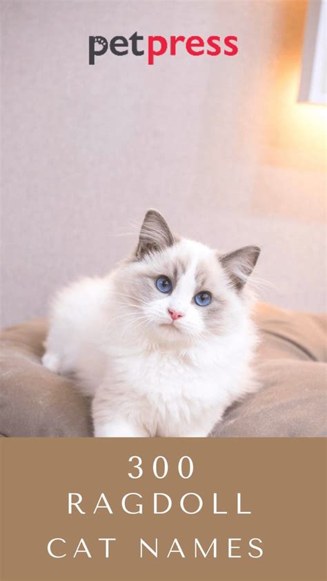 Ragdoll Cat Names: 300 Best Names for Ragdoll Cats - PetPress