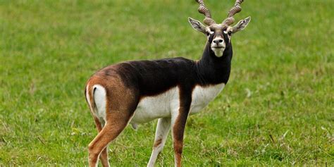 Gujarat Wildlife Tour - Blackbuck National Park - Velavadar