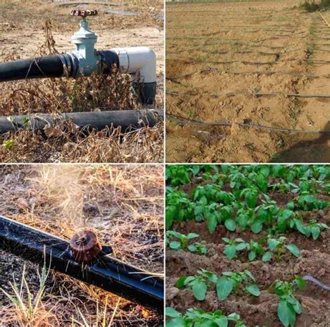 Micro irrigation in Telangana, Subsidies - A Full Guide | Agri Farming