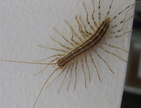 Ohio Birds and Biodiversity: A brief essay on the House Centipede