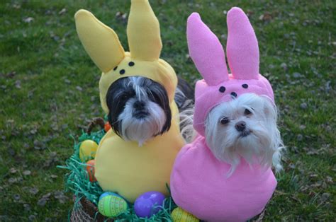 Custom Made Easter Candy dog costume for your small pet/dog