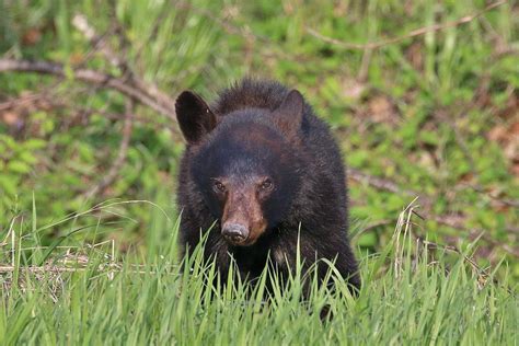 Black Bear Cub Photograph by Paul Golder - Pixels