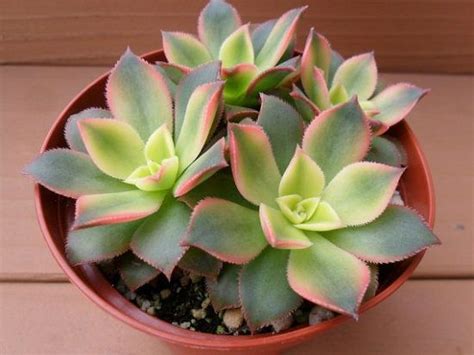 22 Shade Tolerant Succulents To Grow Where Nothing Grows | Balcony Garden Web Huge Succulents ...