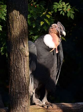 Andean Condor Wingspan