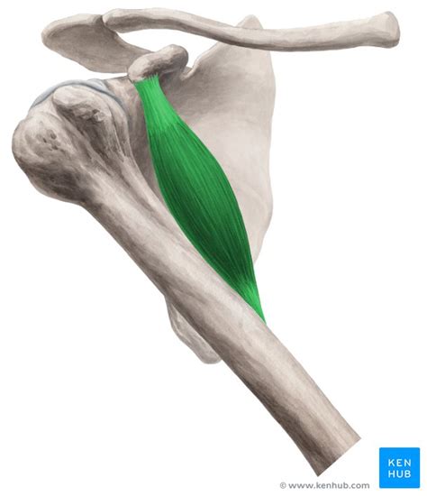 Coracobrachialis: Attachments, innervation, function. | Kenhub