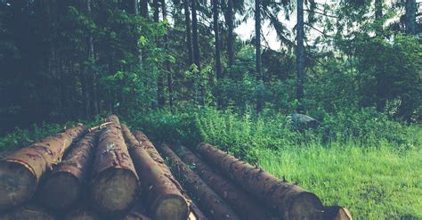 Wood Logs Near Trees · Free Stock Photo