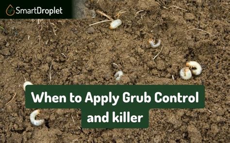 When to Apply Grub Control In Your Lawn for Best Results