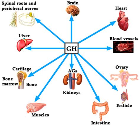 IJMS | Free Full-Text | Growth Hormone (GH) and Cardiovascular System