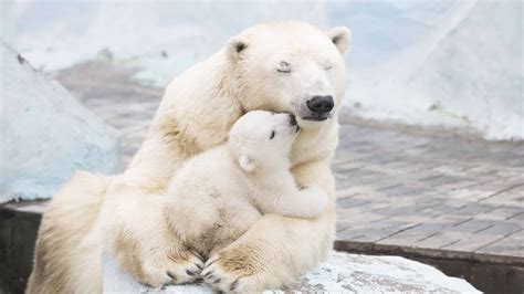 Polar Bear With Cub Head - Sybyl Eustacia