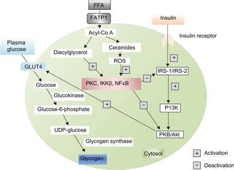 Inhibitory pathway of GLUT4 translocation by free fatty... | Download Scientific Diagram