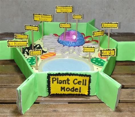 Eukaryotes//plant cell model (using recycled materials) in 2022 | Plant ...