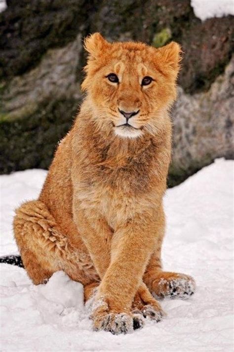 60 Beautiful Pictures of Animal in the Snow