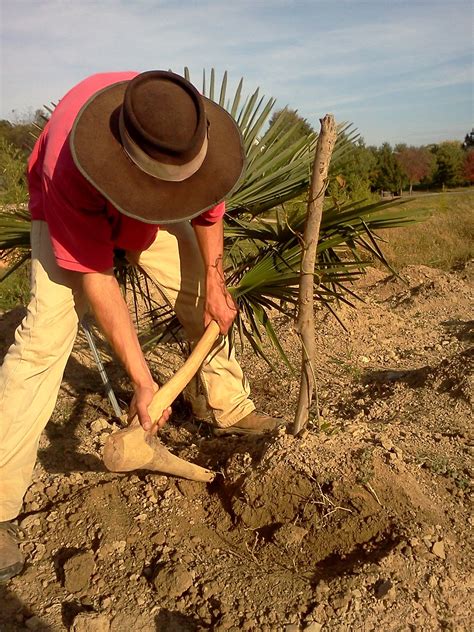 Frontier Culture Museum of Virginia: Yam Day - Harvest!