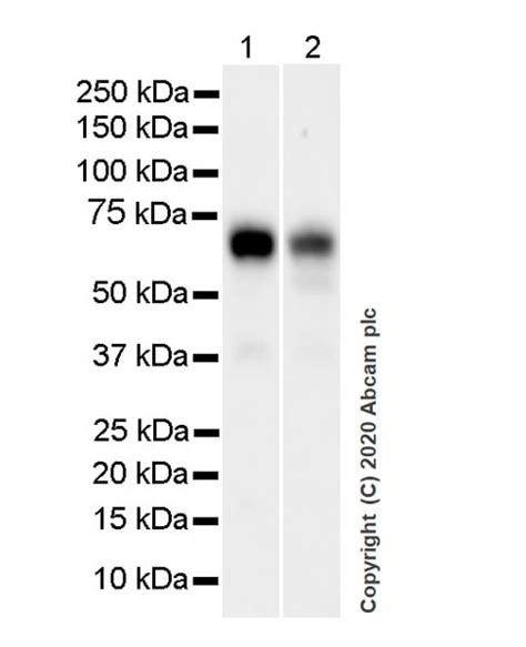 Recombinant Anti-TFEB antibody [EPR22940-151] (ab270604) | Abcam