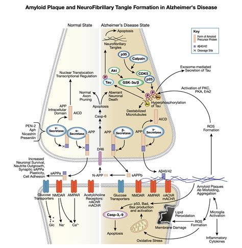 Neurodegeneration: Tau Protein and Neurofibrillary Tangles