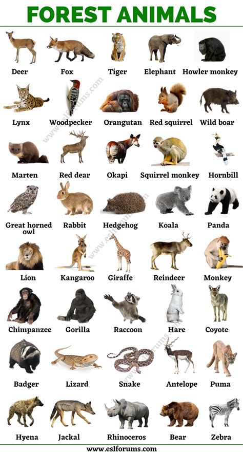 Forest Animals: List of Animals That Live in the Forest with ESL Pictures! - ESL For… | Animals ...