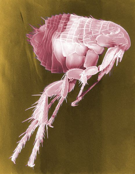 Flea -Characteristics, Life Cycle and Control Measures – howMed