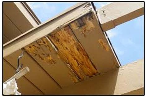 DRYWOOD TERMITE DAMAGE | Drywood Page | Photo Gallery