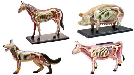 Maestría en Anatomía y Fisiología Veterinaria – Facultad de Agronomía y Veterinaria