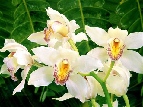 🔥 [40+] White Orchids Wallpapers | WallpaperSafari