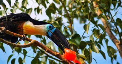 Toucan Behavior - AnimalBehaviorCorner