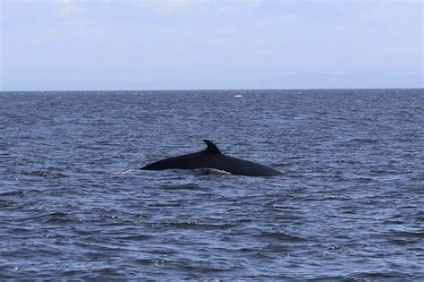 A Guide To Whale Watching In Tadoussac, Canada