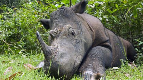 Poachers Are Hunting Down the World’s Last Wild Sumatran Rhinos | HuffPost The WorldPost