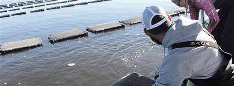 Basics of Oyster Farming – Outlaw Oysters