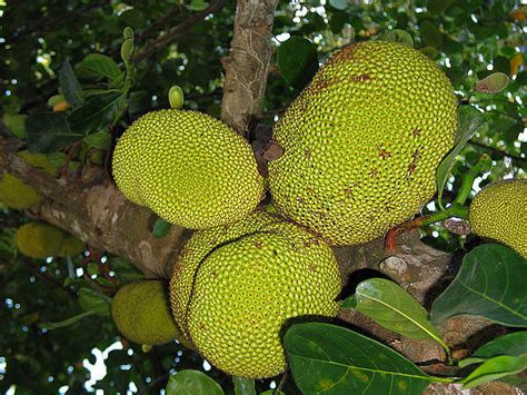 Australia 2004: Fruit Tasting Jackfruit