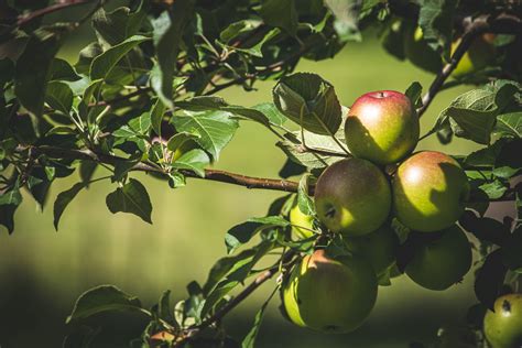 National Apple Harvest Festival at the South Mountain Fairgrounds | Battlefield Bed & Breakfast