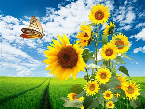 Sunflowers and Butterfly HD wallpaper download