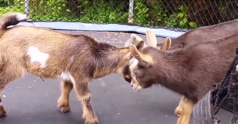 Goats Jumping on a Trampoline | POPSUGAR Pets