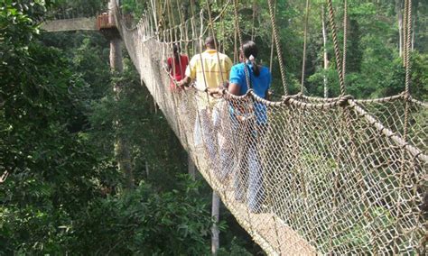 Night Nature Walks or Hiking Tours in Nyungwe Forest National Park