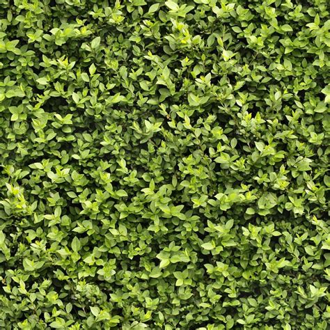 Seamless Hedge Texture | Grass textures, Plant texture, Green texture