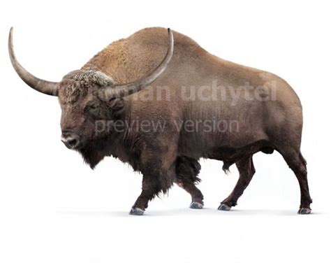 Bison latifrons - Alchetron, The Free Social Encyclopedia