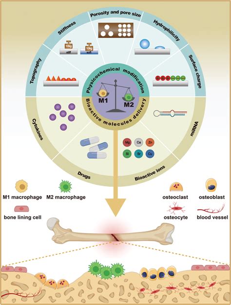 Schematic illustration of biomaterial based‐polarization strategy to ...