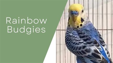 Rainbow Budgies-Important Things To Know