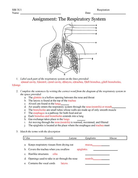 Respiratory System Diagram Worksheet