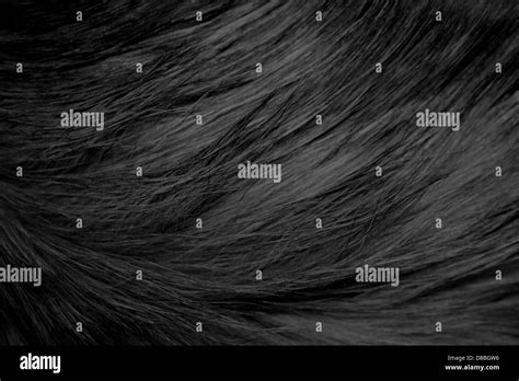 long haired black cat fur texture Stock Photo - Alamy