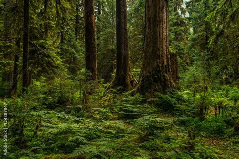 Hoh Rainforest Stock Photo | Adobe Stock