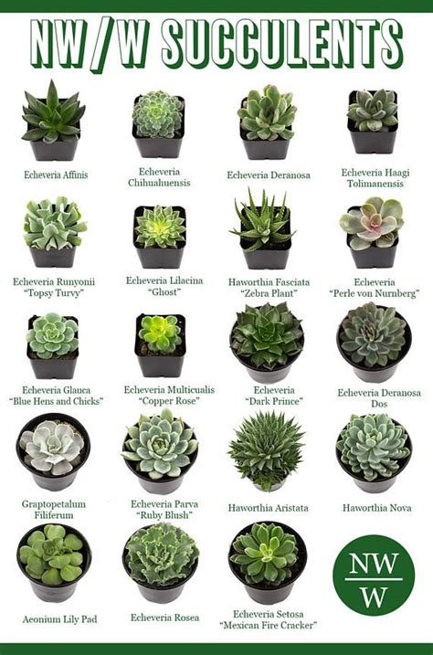 Types Of Succulents Indoor | Types Of Succulent Plant