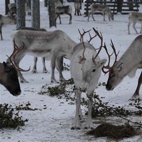 MEET THE REINDEER – Pokka Reindeer Meat