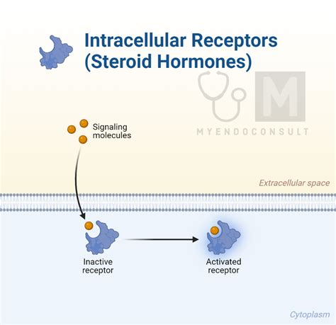 Types Of Hormone Receptors - My Endo Consult