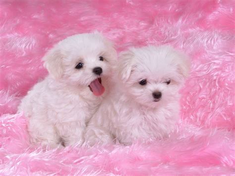 World's All Amazing Things, Pictures,Images And Wallpapers: Cute Puppies Wallpapers - Very Cute ...