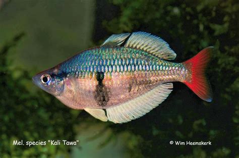 Pin by Santiago Fischer on animales | Rainbow fish, Australian rainbow fish, Beautiful fish