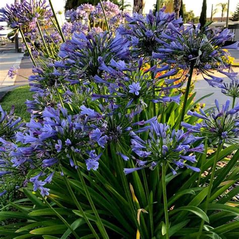 Agapanthus Blue: How To Care For African Lily of the Nile