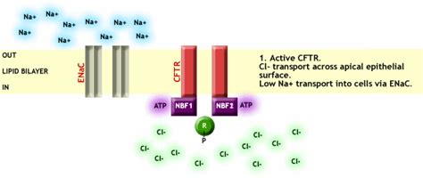 What causes CF? | UK Respiratory Gene Therapy Consortium