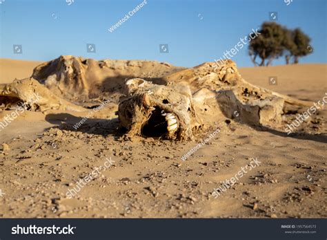 1 Wild Camels Simpson Desert Images, Stock Photos, 3D objects, & Vectors | Shutterstock