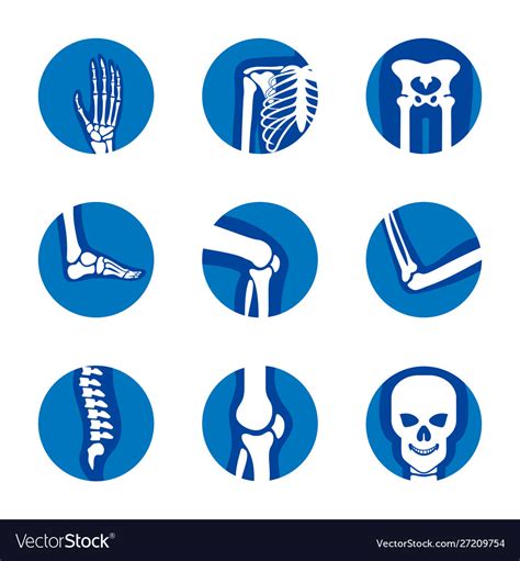 Set human bone orthopedic logo concept bone Vector Image