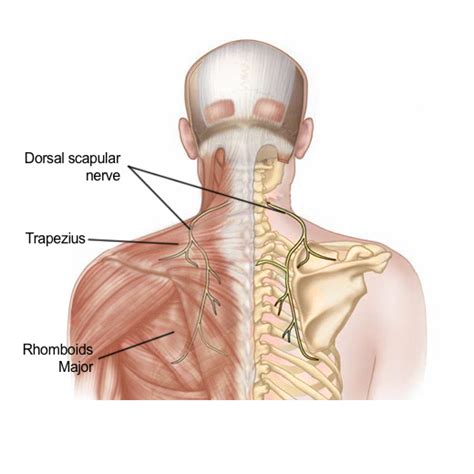 [부산 용호동 한의원] 날개뼈(견갑골) 내측이 아프고 뻐근해요, 견갑배신경 포착(Dorsal scapular nerve entrapment) : 네이버 블로그